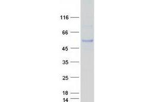 Validation with Western Blot (KPTN Protein (Myc-DYKDDDDK Tag))
