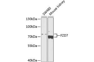 Western blot analysis of extracts of various cell lines, using FZD7 antibody (ABIN1679928, ABIN3018703, ABIN3018704 and ABIN6220549) at 1:1000 dilution. (FZD7 antibody  (AA 1-260))