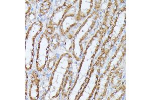 Immunohistochemistry of paraffin-embedded mouse kidney using PP2A Catalytic β antibody (ABIN3023492, ABIN3023493, ABIN3023494 and ABIN6220084) at dilution of 1:100 (40x lens). (PPP2CB antibody  (AA 1-309))