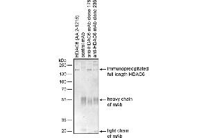 Immunoprecipitation of recombinant human HDAC6 by mouse monoclonal antibodies 178 and 236 using protein G-coated Dynabeads. (HDAC6 antibody)