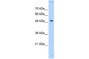 PTPN1 antibody used at 0.
