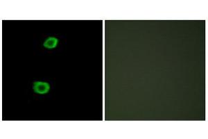 Immunofluorescence (IF) image for anti-Lemur tyrosine Kinase 2 (LMTK2) (Internal Region) antibody (ABIN1849762) (LMTK2 antibody  (Internal Region))