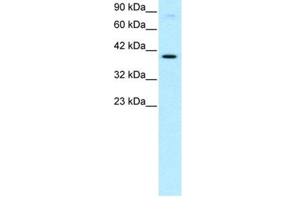 KIN antibody  (Middle Region)