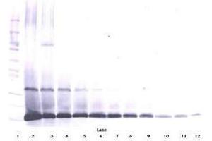 Image no. 1 for anti-Interleukin 7 (IL7) antibody (ABIN465862) (IL-7 antibody)