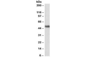 Western blot testing of human cerebellum lysate with GPR83 antibody at 1ug/ml.