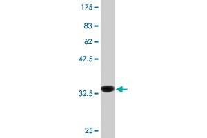 Western Blot detection against Immunogen (35. (PLCL2 antibody  (AA 121-210))