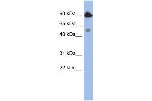 WB Suggested Anti-BCL2L13 Antibody Titration:  0. (BCL2L13 antibody  (Middle Region))