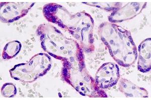 Human Placenta: Formalin-Fixed, Paraffin-Embedded (FFPE) (GDF15 antibody  (AA 50-79))