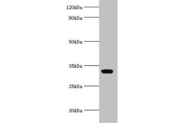 AGPAT1 antibody  (AA 204-283)