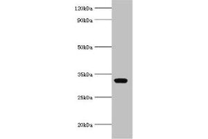 Western blot All lanes: AGPAT1 antibody at 6 μg/mL + K562 whole cell lysate Secondary Goat polyclonal to rabbit IgG at 1/10000 dilution Predicted band size: 32 kDa Observed band size: 32 kDa