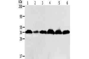 Western Blotting (WB) image for anti-Apurinic/Apyrimidinic Endonuclease 1 (APEX1) antibody (ABIN2427739) (APEX1 antibody)