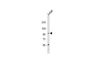 LARGE 抗体  (AA 365-398)