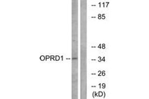 Western blot analysis of extracts from NIH-3T3 cells, using OPRD1 Antibody. (OPRD1 antibody  (AA 311-360))