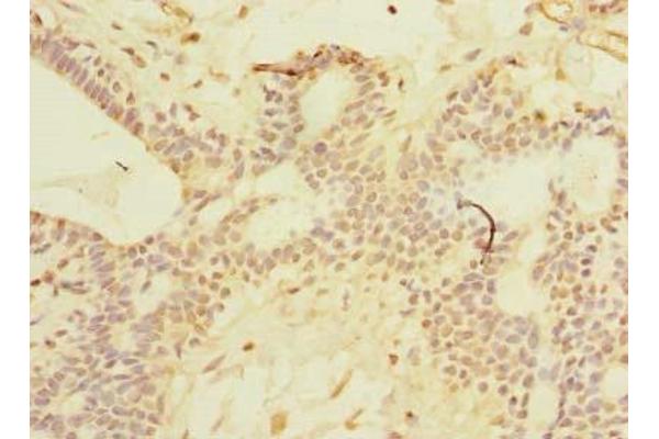 SCNM1 antibody  (AA 1-230)