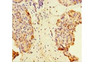 Immunohistochemistry of paraffin-embedded human pancreatic tissue using ABIN7159033 at dilution of 1:100 (MAML1 antibody  (AA 1-45))