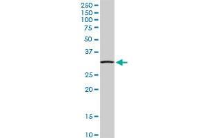 NDUFS3 MaxPab rabbit polyclonal antibody. (NDUFS3 antibody  (AA 1-264))