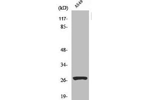 Western Blot analysis of A549 cells using Cleaved-Cathepsin D HC (L169) Polyclonal Antibody (Cathepsin D antibody  (Cleaved-Leu169))