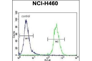 SRD5A2L2 Antibody (C-term) (ABIN655681 and ABIN2845143) flow cytometric analysis of NCI- cells (right histogram) compared to a negative control cell (left histogram). (SRD5A2L2 antibody  (C-Term))