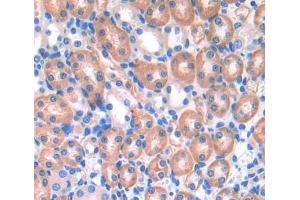 Used in DAB staining on fromalin fixed paraffin- embedded kidney tissue (ENOX2 antibody  (AA 1-207))