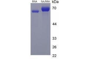 Image no. 1 for Sorbic Acid (SA) peptide (BSA) (ABIN5666008) (Sorbic Acid (SA) peptide (BSA))