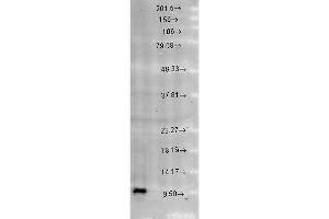 Cpn10, Rat brain extract (HSPE1 antibody  (AA 91-101))