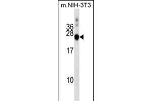 DNAJC5 antibody  (AA 52-80)