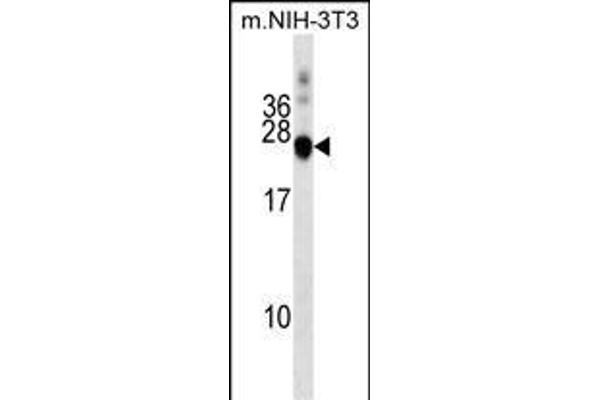 DNAJC5 antibody  (AA 52-80)