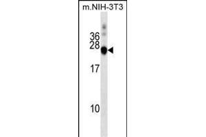 DNAJC5 Antibody (Center) (ABIN1538465 and ABIN2849241) western blot analysis in mouse NIH-3T3 cell line lysates (35 μg/lane). (DNAJC5 antibody  (AA 52-80))