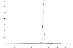 The purity of Mouse TSLPR is greater than 95 % as determined by SEC-HPLC. (TLSPR (AA 20-232) protein (His tag))