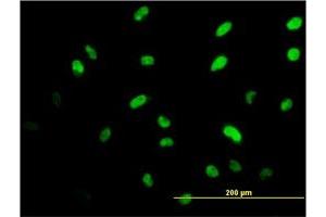 Immunofluorescence (IF) image for anti-ISL LIM Homeobox 1 (ISL1) (AA 63-159) antibody (ABIN561536)
