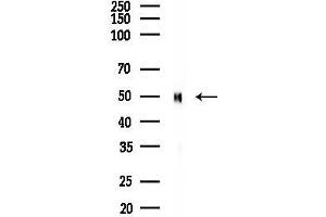 anti-serine/threonine Kinase 24 (STK24) (N-Term) antibody