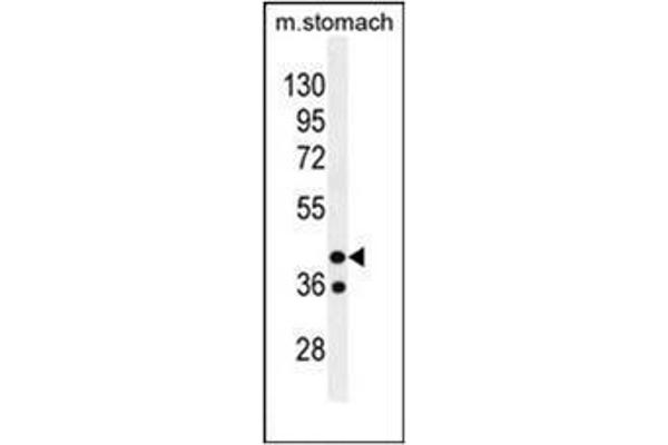 GIN1 antibody  (C-Term)