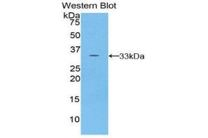 Western Blotting (WB) image for anti-Torsin Family 2, Member A (TOR2A) (AA 34-293) antibody (ABIN1860835) (TOR2A antibody  (AA 34-293))