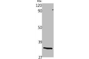Western Blot analysis of various cells using Olfactory receptor 1S1/2 Polyclonal Antibody
