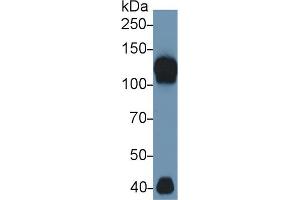 Western Blotting (WB) image for anti-Inter alpha Globulin Inhibitor H4 (ITIH4) (AA 683-928) antibody (ABIN7438337)