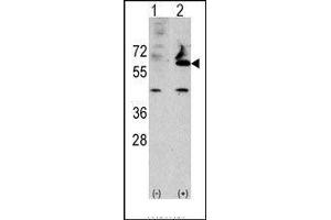 Western blot analysis of FUCA2 (arrow) using rabbit polyclonal FUCA2 Antibody (FUCA2 antibody  (N-Term))