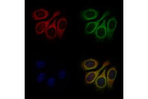 ABIN7093174 and ABIN7101256 staining Hela cells by IF/ICC. (C9 antibody  (Internal Region))