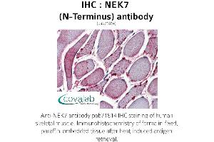 Image no. 2 for anti-NEK7 (NEK7) (N-Term) antibody (ABIN1737254) (NEK7 antibody  (N-Term))