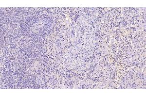 Neurogranin antibody  (AA 1-67)