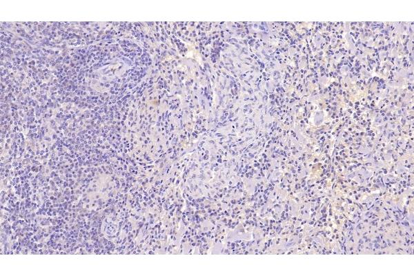 Neurogranin antibody  (AA 1-67)