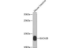 Western blot analysis of extracts of mouse small intestine, using GUCB antibody (ABIN6134518, ABIN6141531, ABIN6141532 and ABIN6224434) at 1:1000 dilution. (GUCA2B antibody  (AA 1-100))