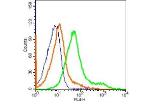 Western Blotting (WB) image for anti-Solute Carrier Family 16, Member 1 (Monocarboxylic Acid Transporter 1) (SLC16A1) (AA 251-350) antibody (AbBy Fluor® 647) (ABIN1699603)