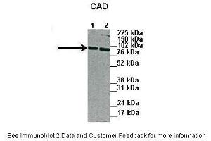 Western Blotting (WB) image for anti-Carbamoyl-Phosphate Synthetase 2, Aspartate Transcarbamylase, and Dihydroorotase (CAD) (N-Term) antibody (ABIN2782488)