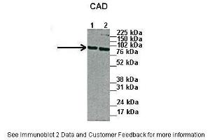 Lanes:   1. (CAD antibody  (N-Term))