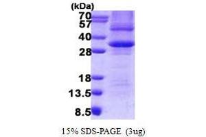 Image no. 1 for Prohibitin (PHB) protein (His tag) (ABIN1098557)