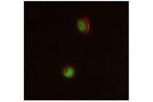 Immunofluorescence (IF) image for anti-CCAAT/enhancer Binding Protein (C/EBP), alpha (CEBPA) antibody (ABIN2664083) (CEBPA antibody)