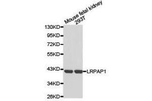 Western Blotting (WB) image for anti-Low Density Lipoprotein Receptor-Related Protein Associated Protein 1 (LRPAP1) antibody (ABIN1873566) (LRPAP1 antibody)