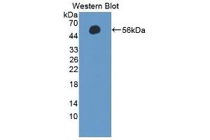 Western Blotting (WB) image for anti-Selectin L (SELL) (AA 101-343) antibody (ABIN1863134) (L-Selectin antibody  (AA 101-343))