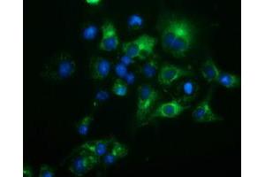 Anti-HP mouse monoclonal antibody (ABIN2453135) immunofluorescent staining of COS7 cells transiently transfected by pCMV6-ENTRY HP (RC223612). (Haptoglobin antibody)