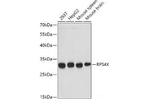 Western blot analysis of extracts of various cell lines using RPS4X Polyclonal Antibody at dilution of 1:1000. (RPS4X antibody)
